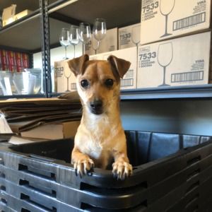 Meet your Posher, Jacob